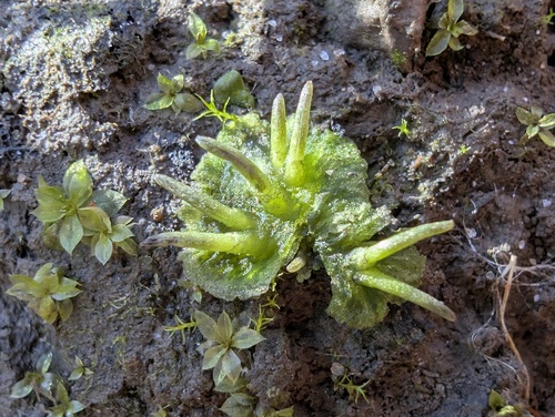 Anthoceros macounii observed 2025-10-27