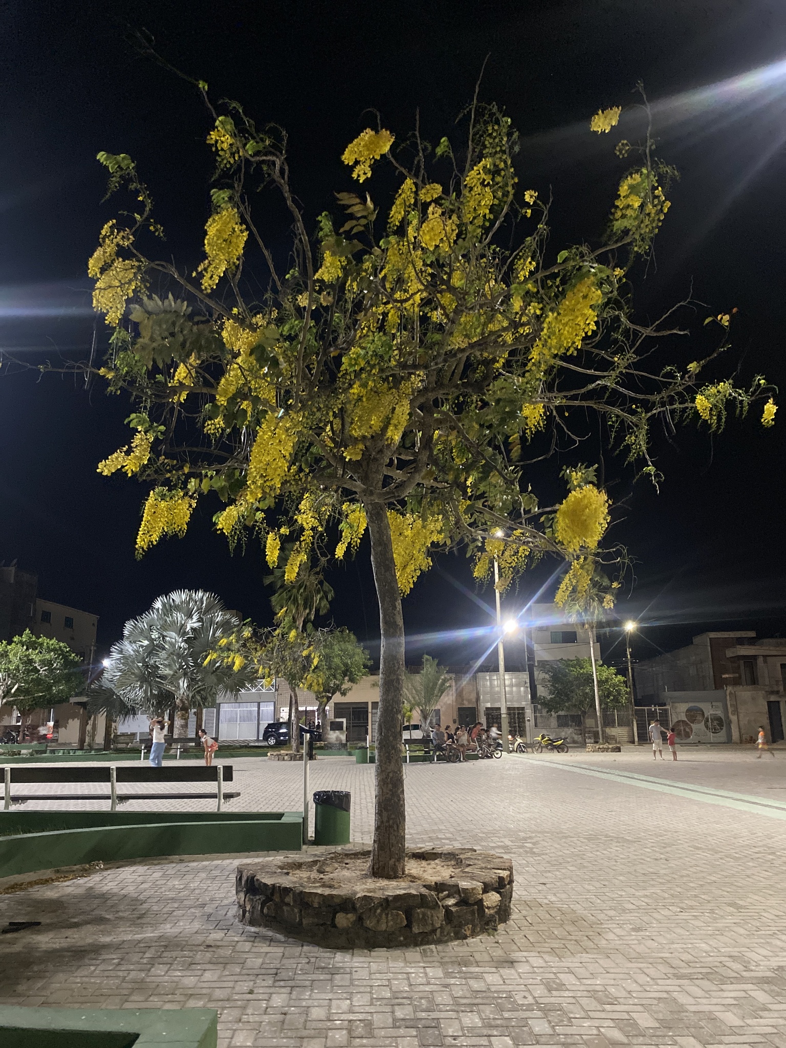 Cassia fistula
