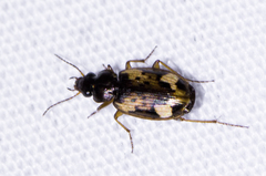 Tetragonoderus