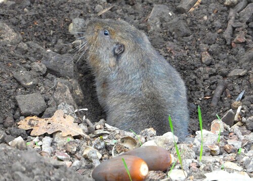 iNaturalist observation photo of Botta's Pocket Gopher
