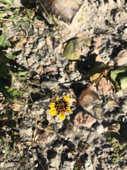 Encelia palmeri