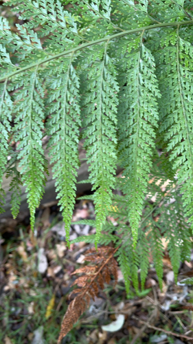 Microlepia strigosa observed 2025-10-27