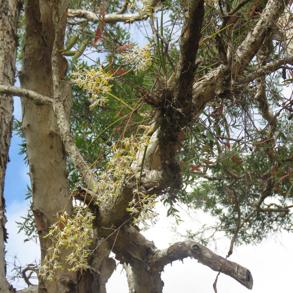 Dendrobium canaliculatum R.Br.