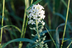 Lepidium thurberi