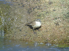 Cinclodes atacamensis