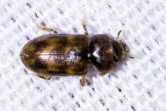 Heteroceridae