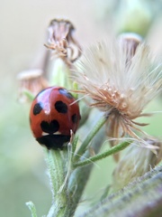 Coccinella septempunctata