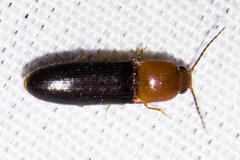 Anchastus bicolor