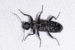 Duboisius barri