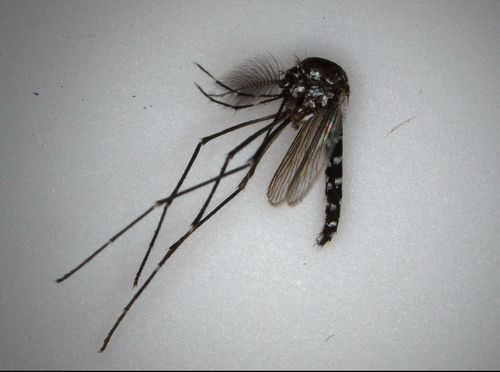 Unknown species found near Jacksonville, FL, US