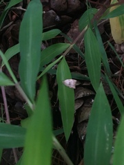 Coelostathma discopunctana