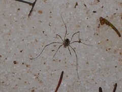 Platybuninae