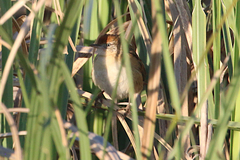 Spartonoica maluroides
