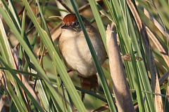Spartonoica maluroides