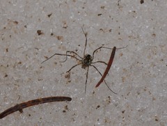 Platybuninae