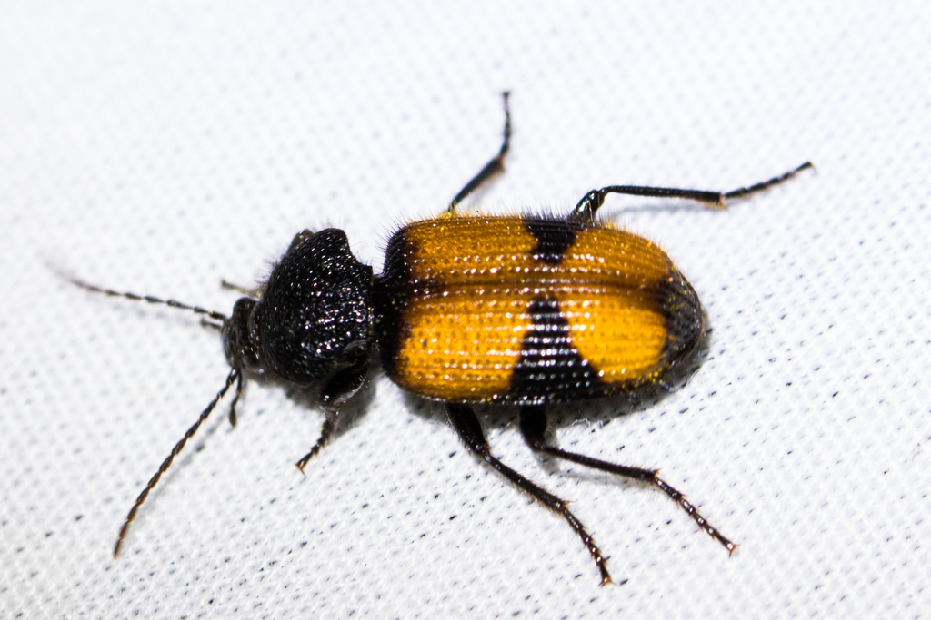Panagaeus sallei