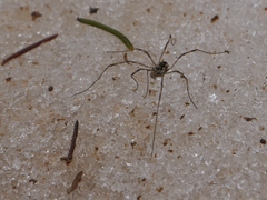Platybuninae