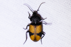 Panagaeus sallei