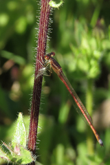 Oxyagrion rubidum