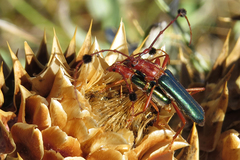 Compsocerus violaceus