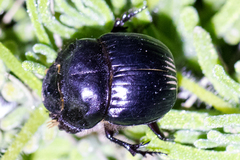 Dichotomius colonicus