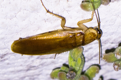 Shelfordella lateralis