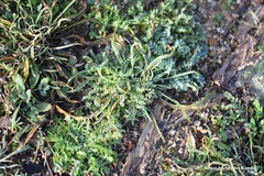 Astragalus incanus nummularioides