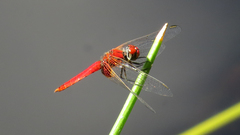 Aethriamanta circumsignata