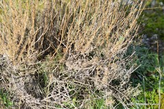 Gypsophila struthium