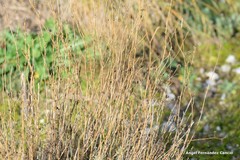 Gypsophila struthium