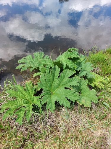 Gunnera tinctoria