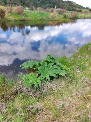 Gunnera tinctoria