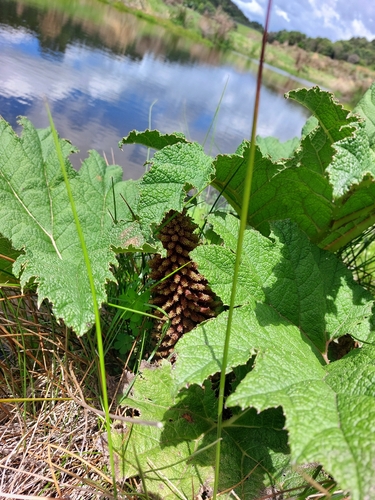 Gunnera tinctoria