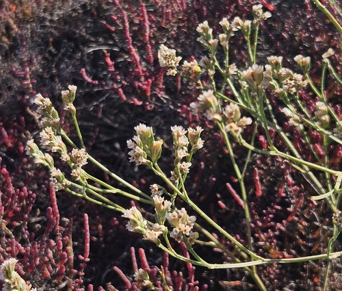 Limonium solanderi observed 2025-10-25