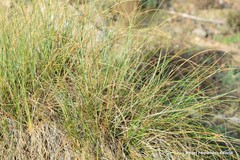 Macrochloa tenacissima