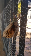 Phymateus leprosus leprosus