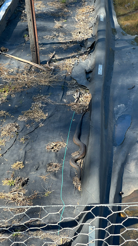 Lowlands Copperhead sighting