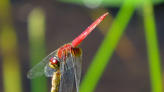 Aethriamanta nymphaeae