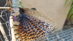 Phymateus leprosus leprosus