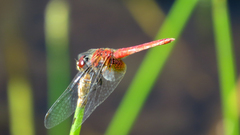 Aethriamanta nymphaeae