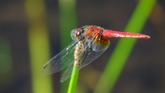 Aethriamanta nymphaeae