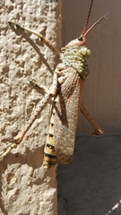 Phymateus leprosus leprosus