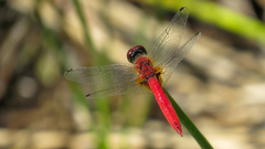 Aethriamanta nymphaeae