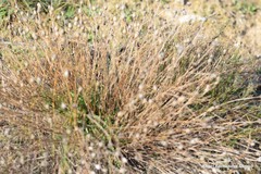 Centaurea hyssopifolia