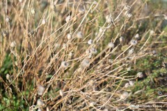 Centaurea hyssopifolia