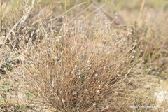 Centaurea hyssopifolia
