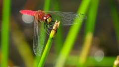 Aethriamanta nymphaeae