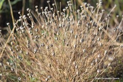 Centaurea hyssopifolia