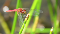 Aethriamanta nymphaeae