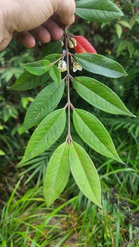 Rhodomyrtus sericea, 2025-10-28